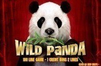 Wild Panda